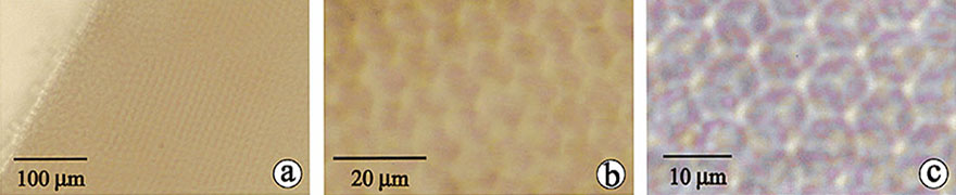2002_Langmuir