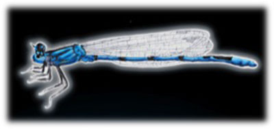 bio-inspired_dragonfly