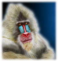 bio-inspired_baboon